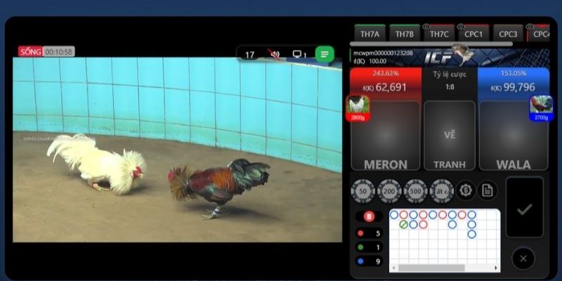 Kinh nghiệm chơi đá gà cần thiết cho tân binh